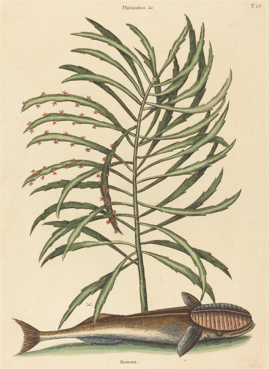 Le poisson suceur (Echeneis naucratis) - Mark Catesby