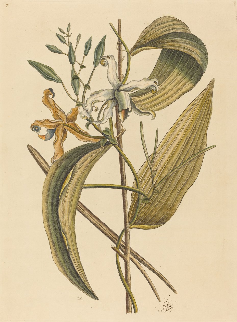 Le Vanelloe (Epidendrum Vanilla) - Mark Catesby