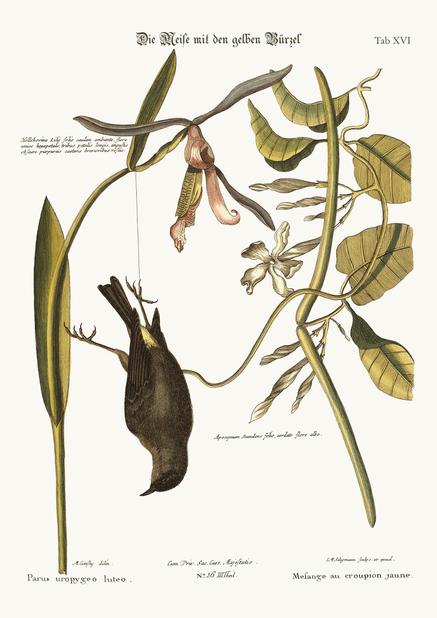 Le Jaune-Rump, 1749-73 - Mark Catesby
