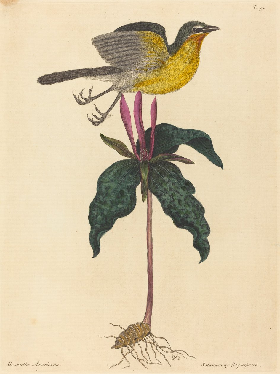 Le Paruline polyglotte - Mark Catesby