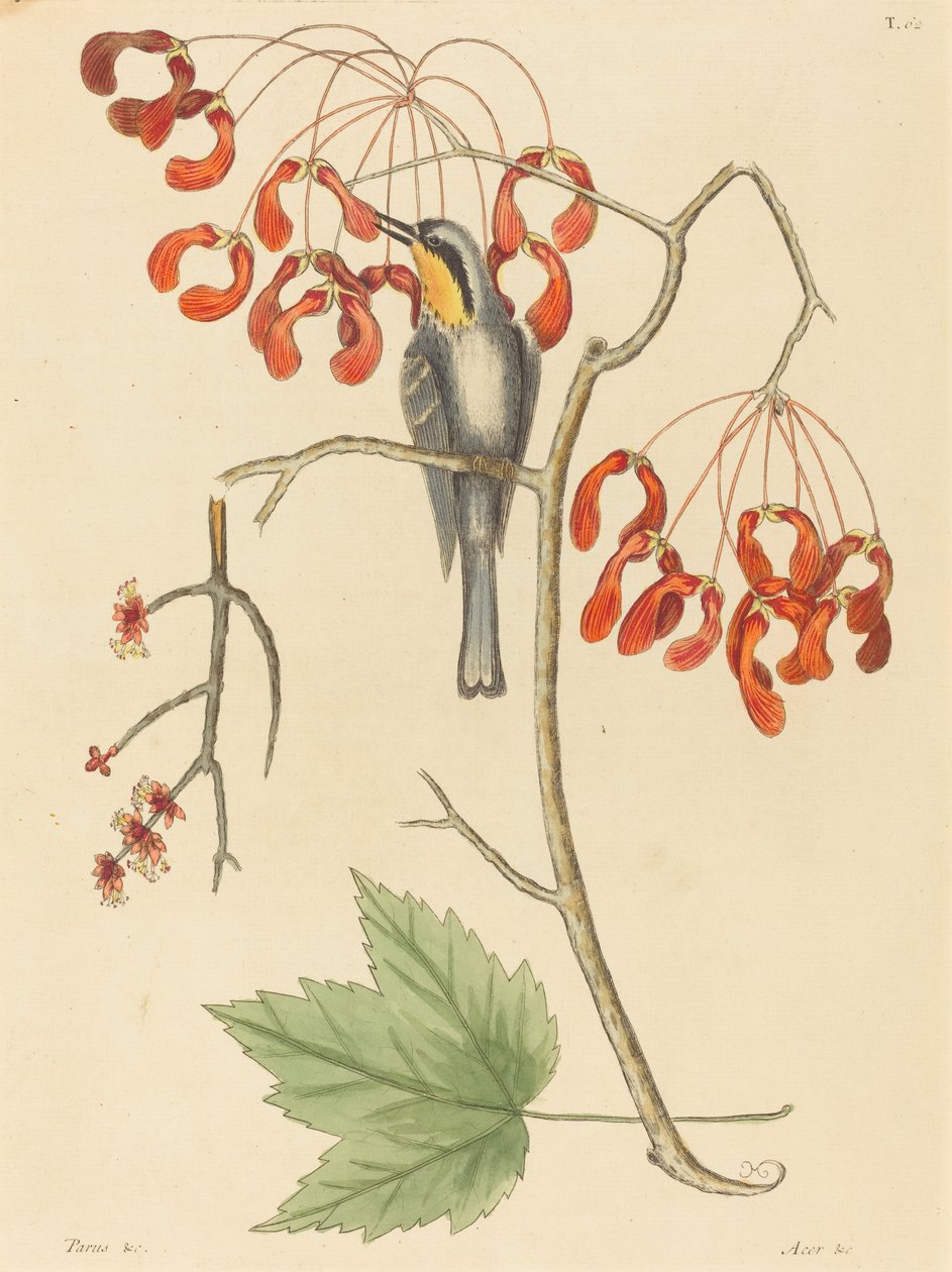 Le Grimpereau à gorge jaune - Mark Catesby