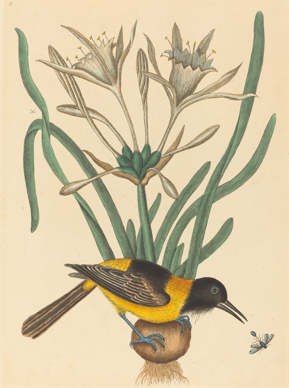 Le Pye jaune et noir (Oriolus Icterus) - Mark Catesby