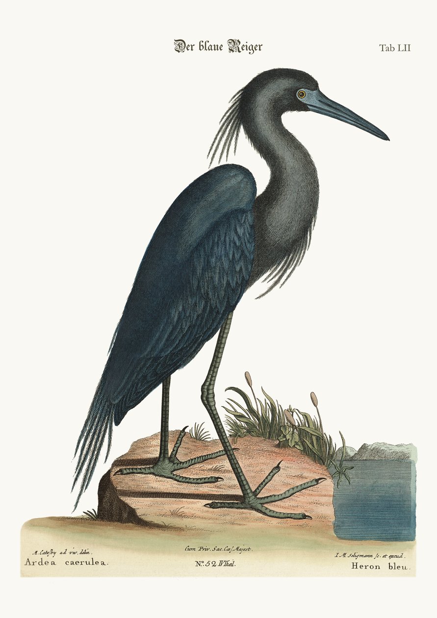 Le héron bleu, 1749-73 - Mark Catesby