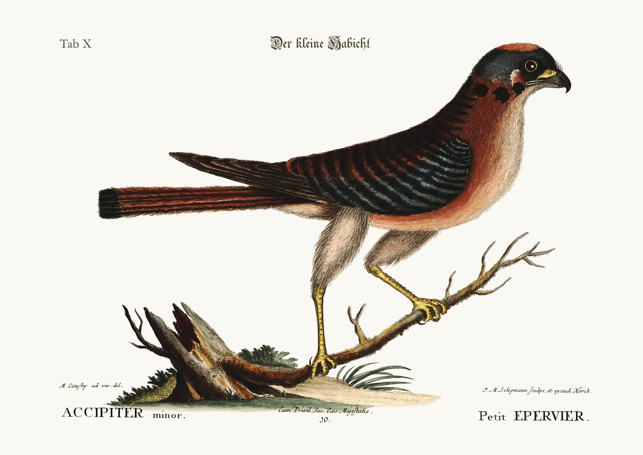 Le petit faucon, 1749-73 - Mark Catesby