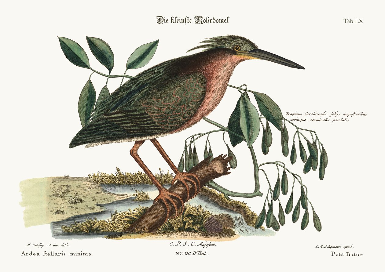 Le petit butor, 1749-73 - Mark Catesby