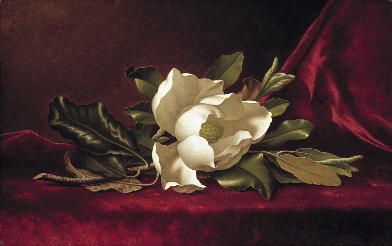 La fleur de magnolia, 1888 - Martin Johnson Heade