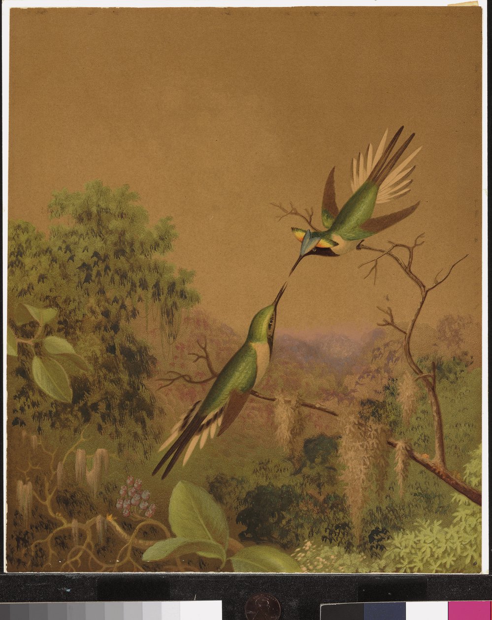 Colibris brésiliens IV - Martin Johnson Heade