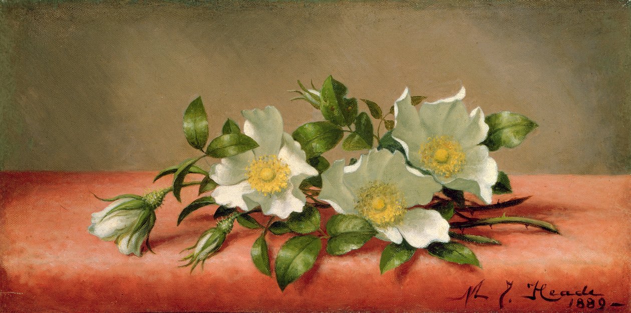 Roses Cherokee, 1889 - Martin Johnson Heade