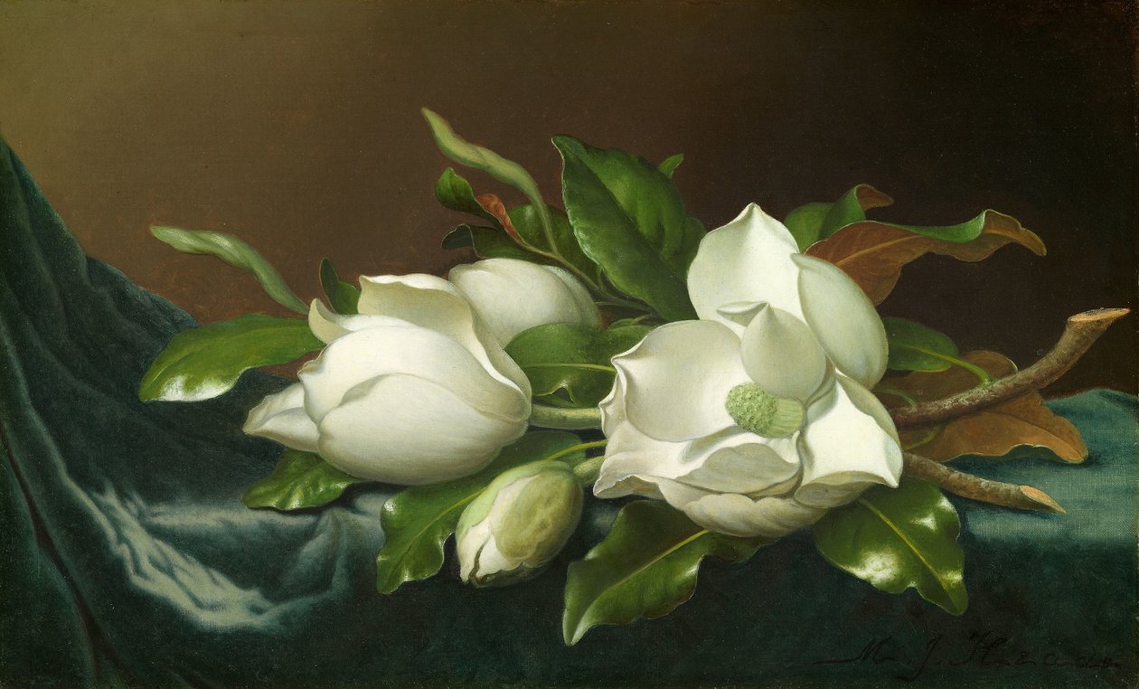 Magnolias sur tissu de velours bleu clair - Martin Johnson Heade