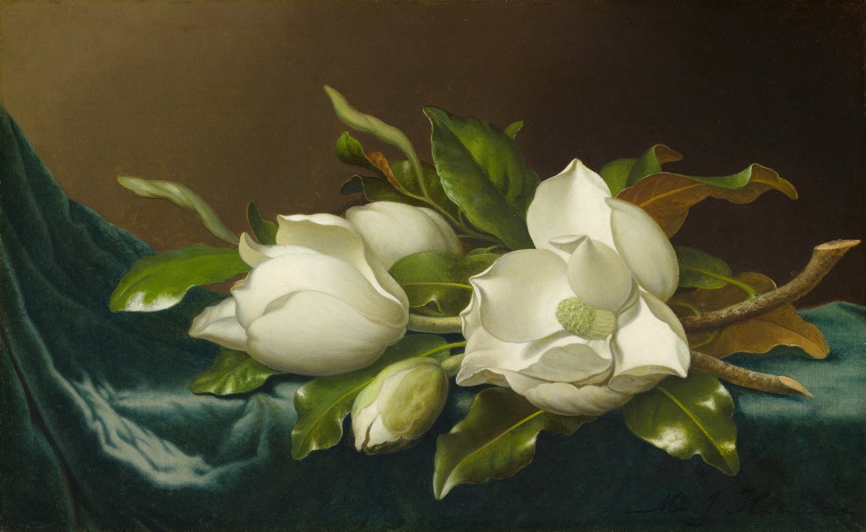 Magnolias sur tissu de velours bleu clair - Martin Johnson Heade