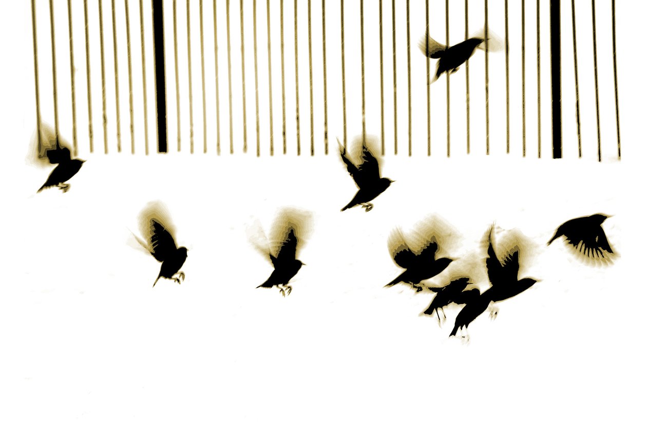 Starlings, 2003 (photogravure) - Martin Mossop