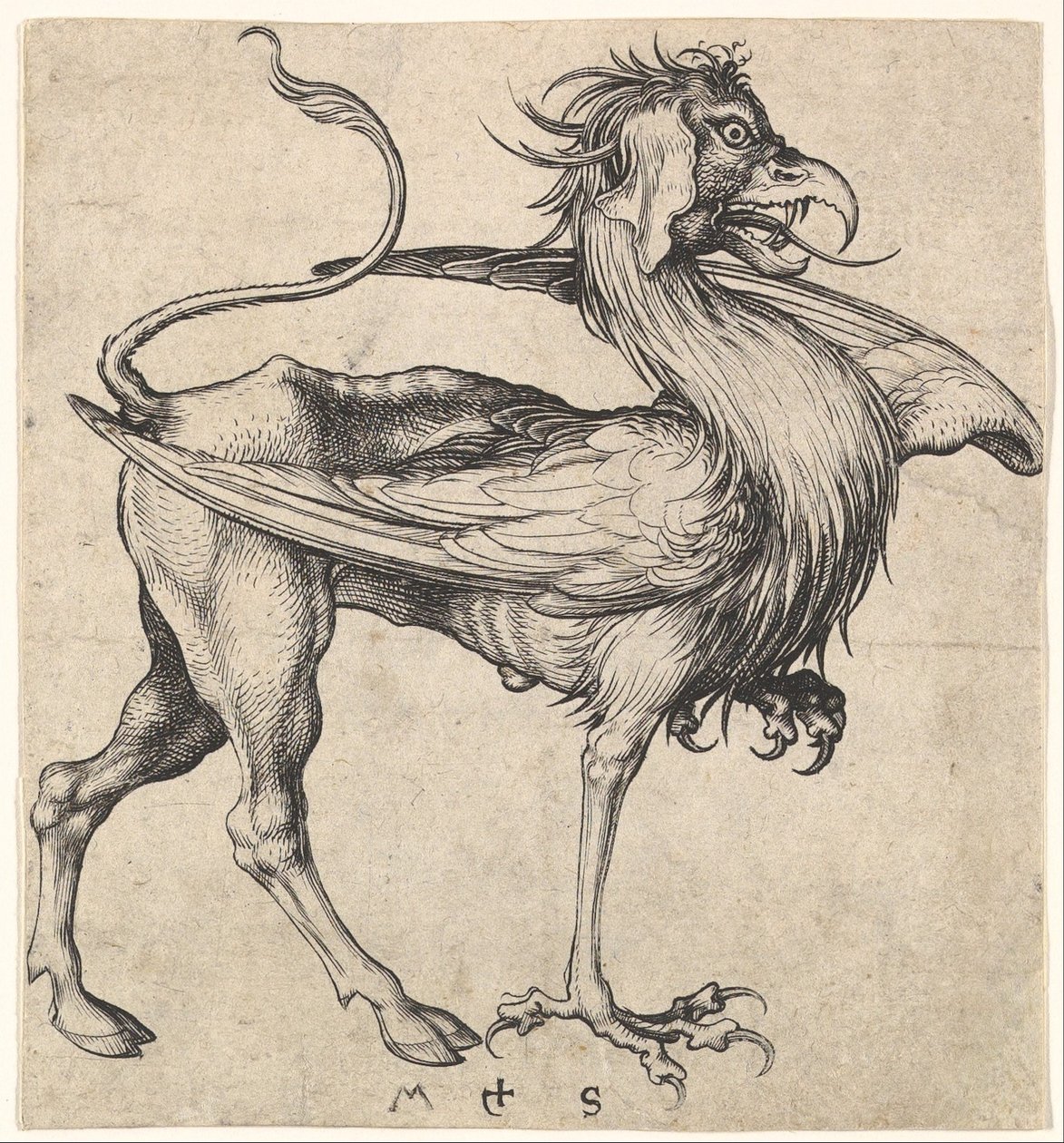 Griffon - Martin Schongauer