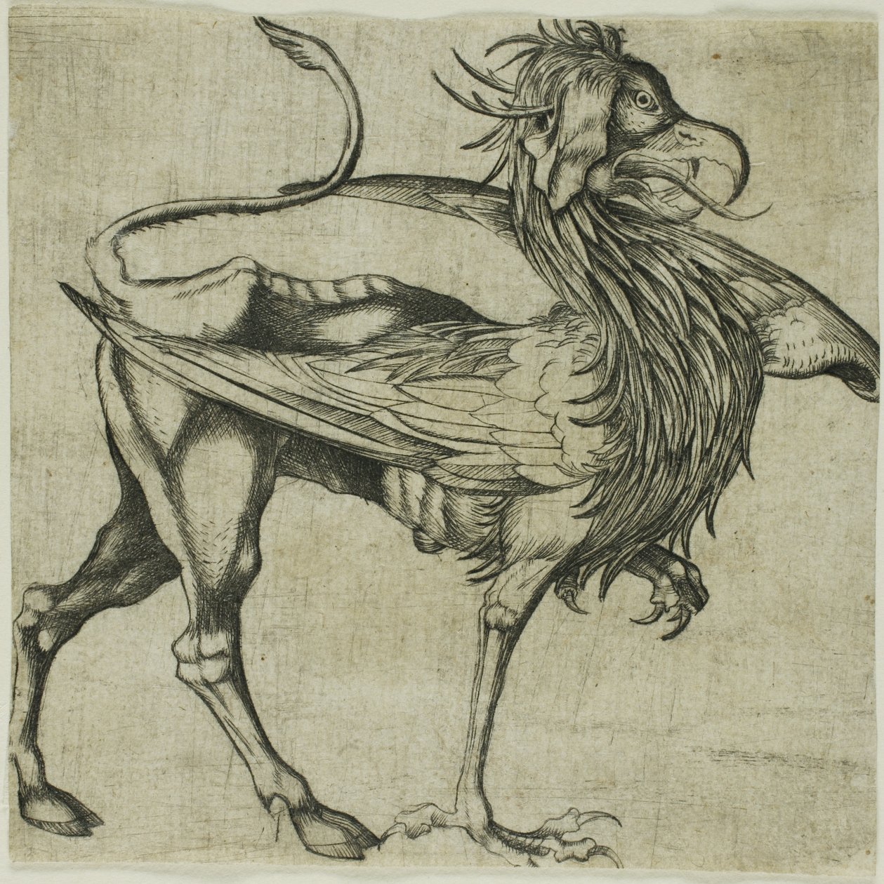 Le Griffon - Martin Schongauer