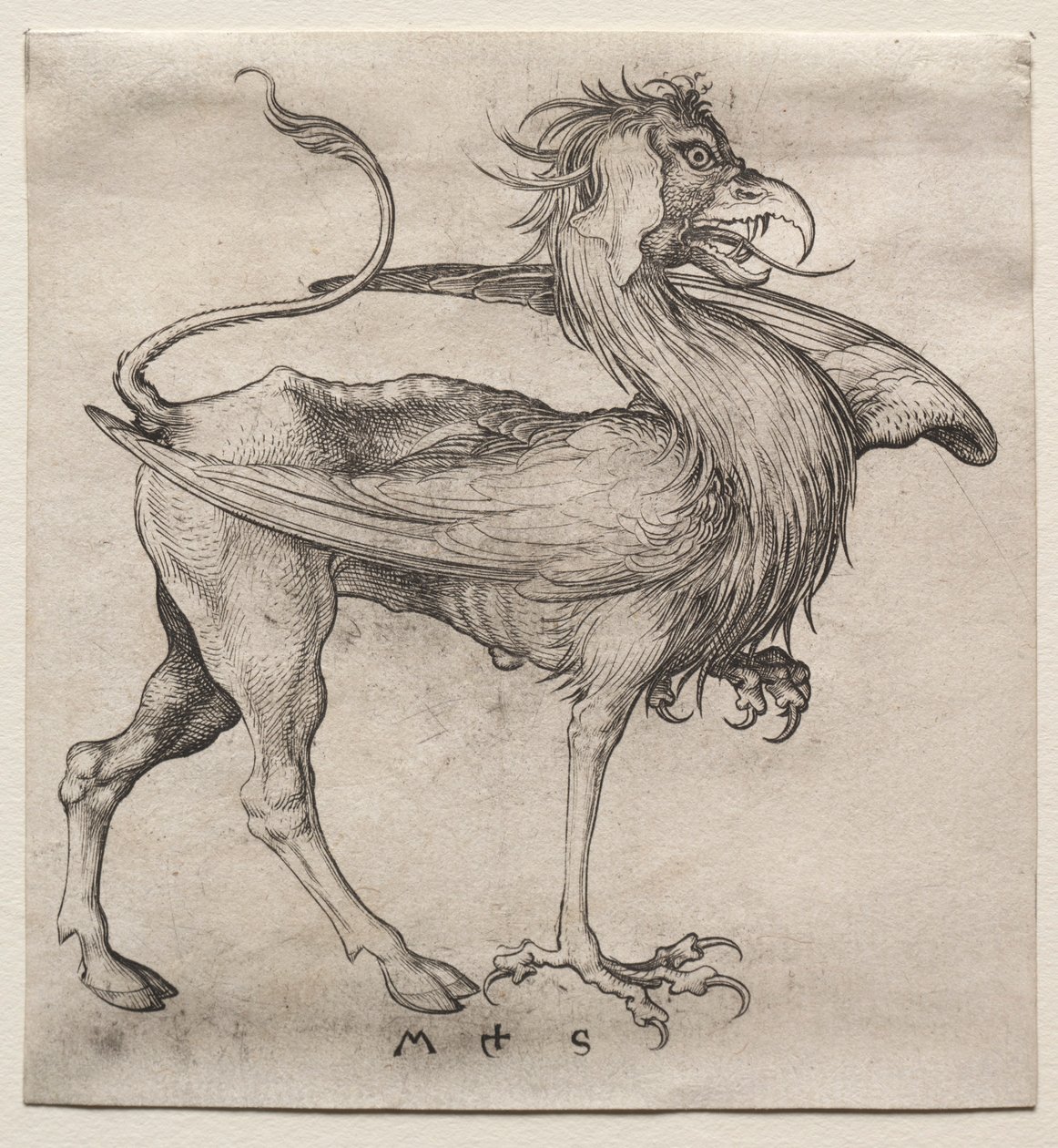 Le Griffon, 1400s - Martin Schongauer