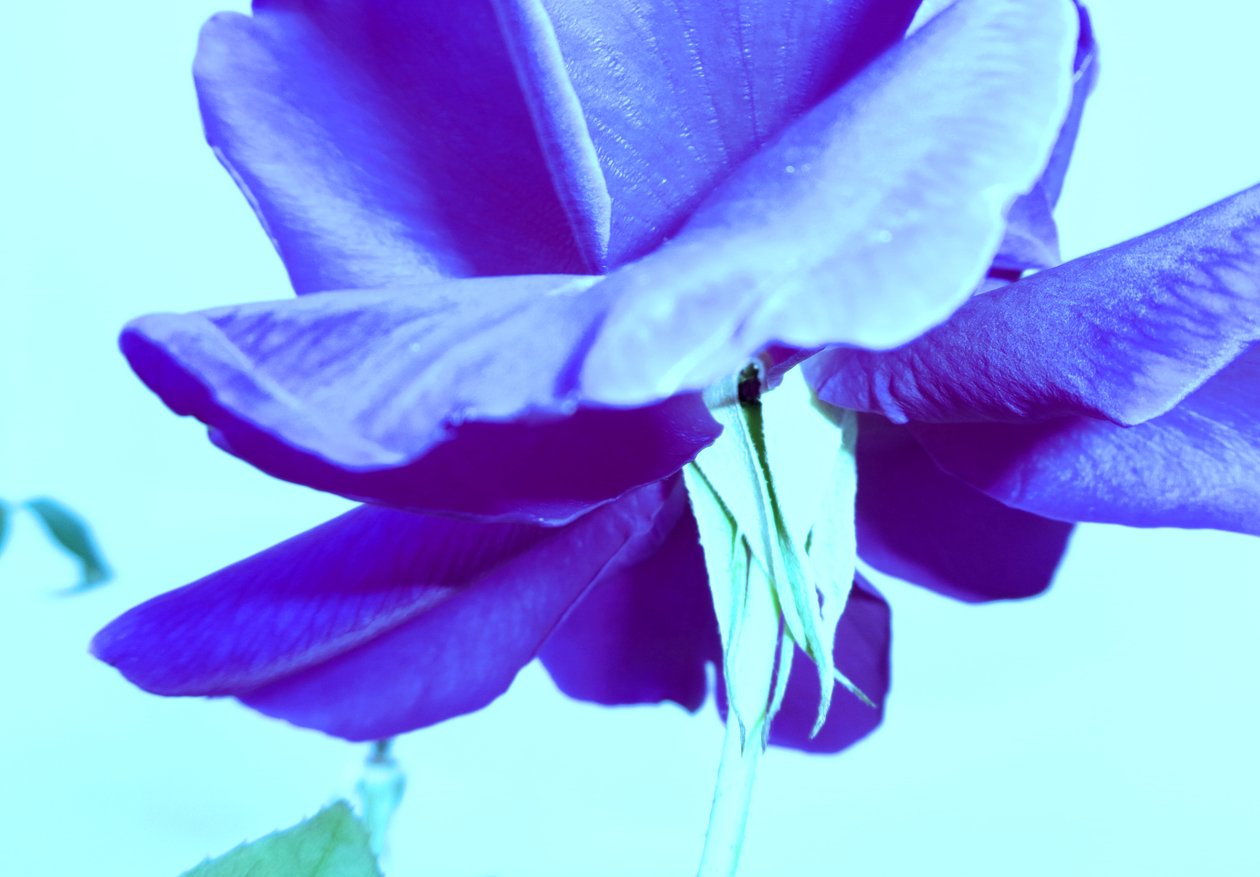 Rose bleue - Martina Konitzky