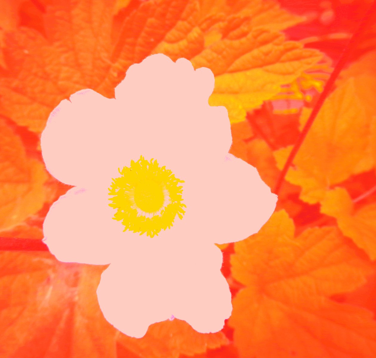 Fleur (Hommage à Andy Warhol) - Martina Konitzky