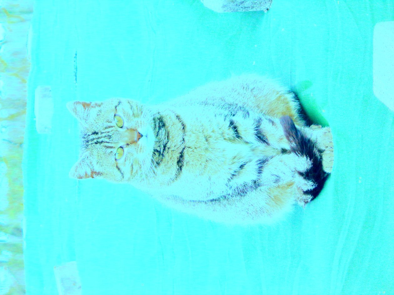 Chaton - Martina Konitzky