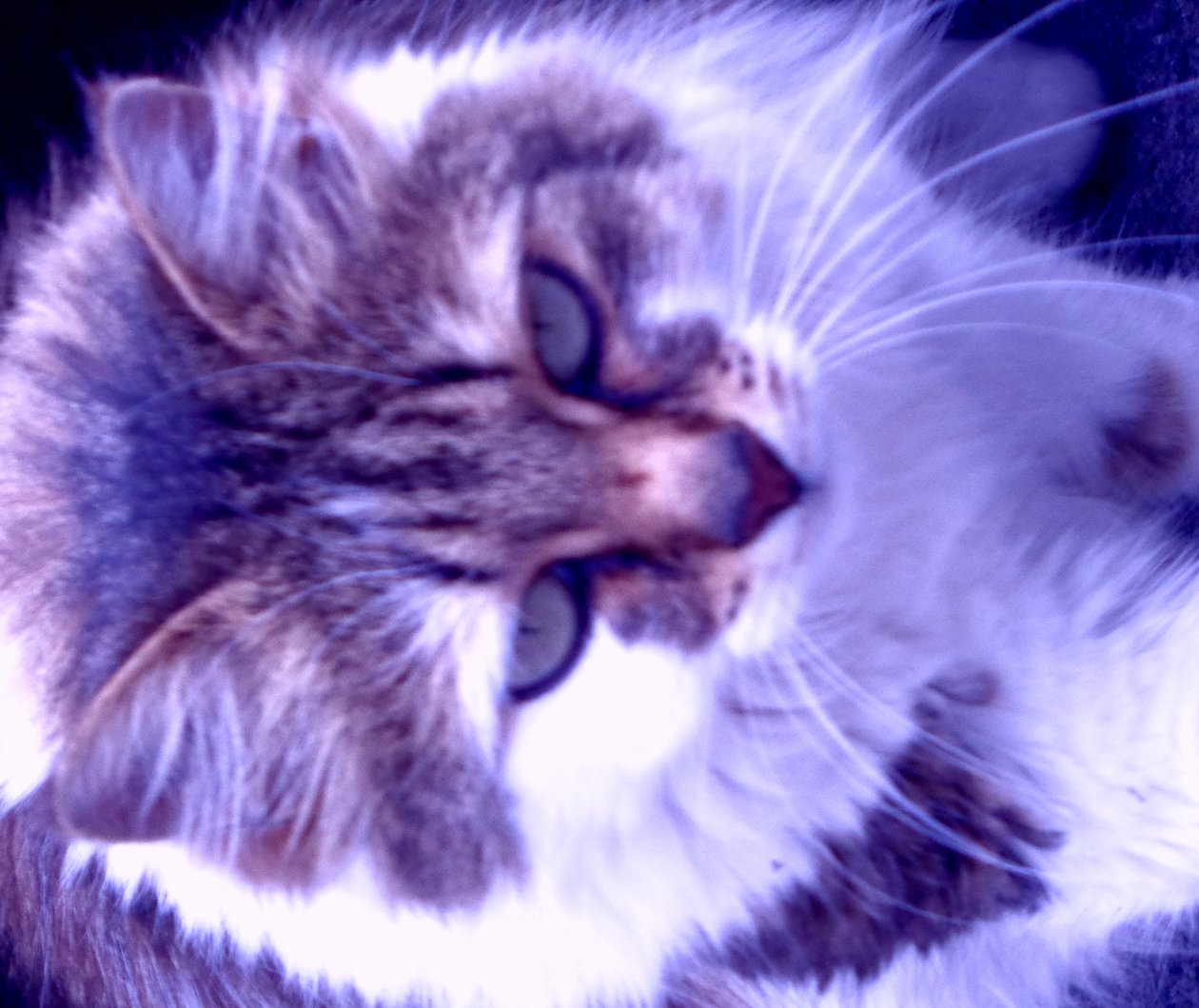 Chat violet - Martina Konitzky