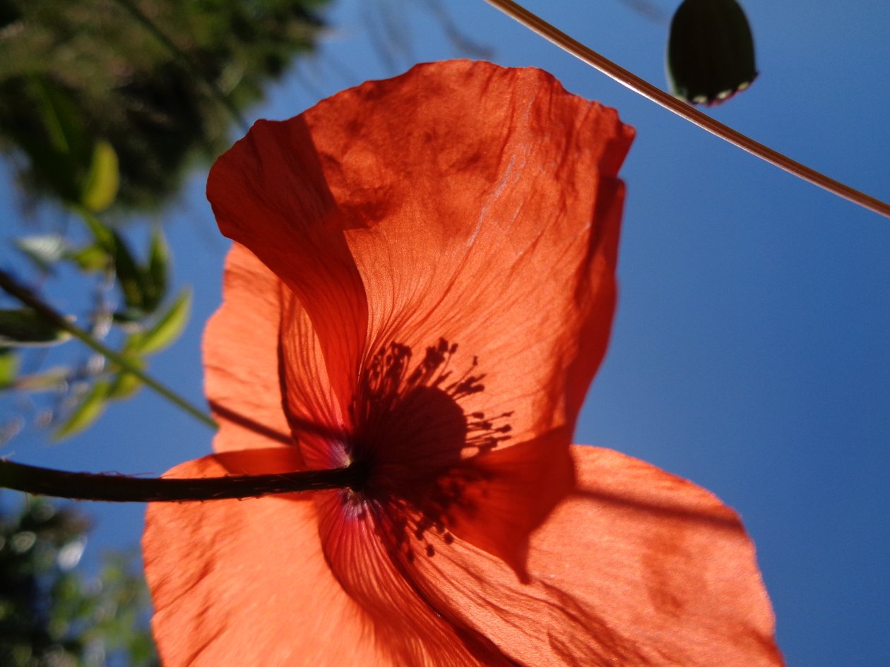 Coquelicots - Martina Konitzky