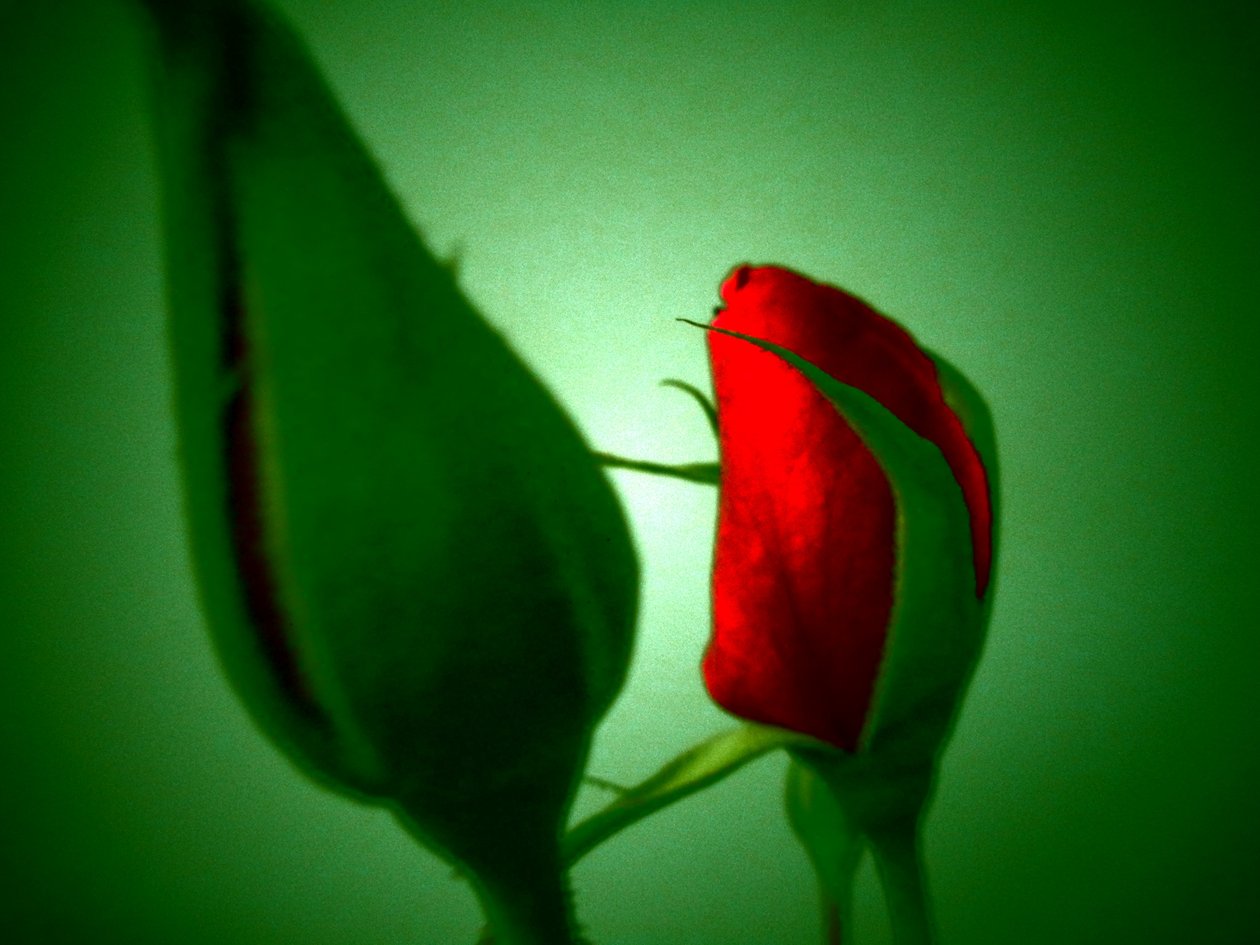 Rouge vert - Martina Konitzky