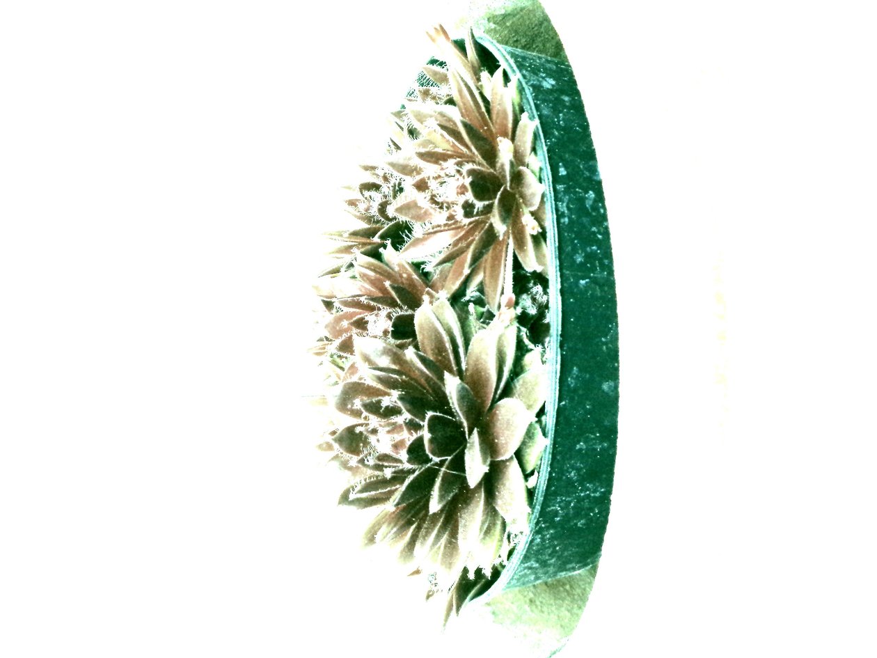 Succulentes - Martina Konitzky