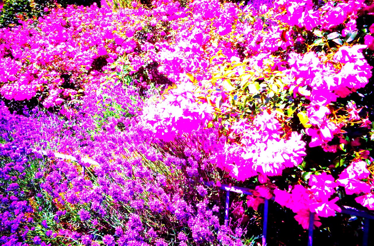 Jardin de devant avec roses et lavande - Martina Konitzky