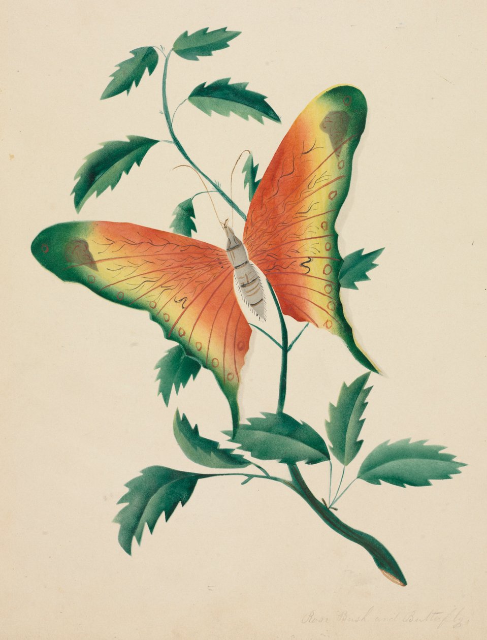 Rosier et papillon - Mary Altha Nims