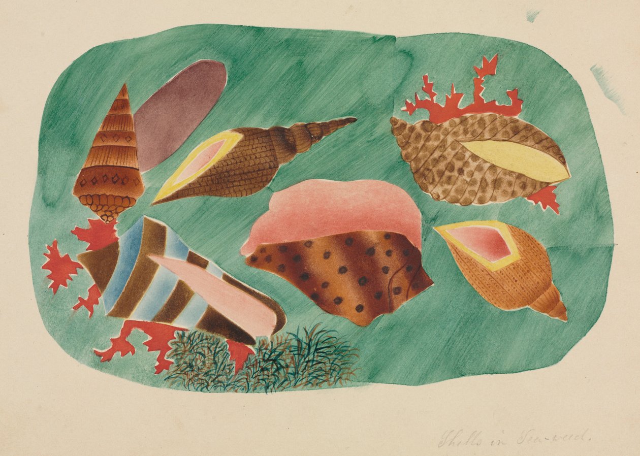 Coquillages dans les algues - Mary Altha Nims