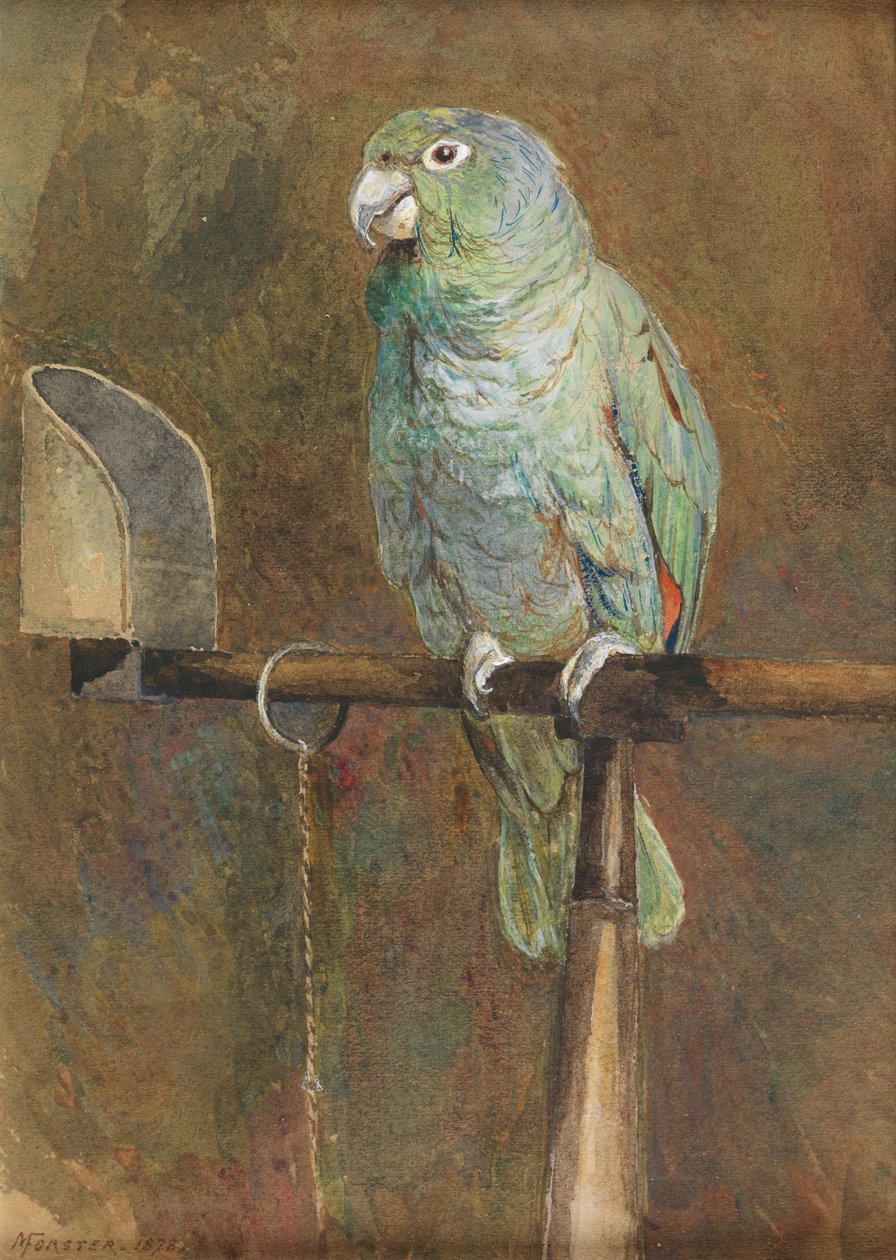 Polly le perroquet - Mary Forster