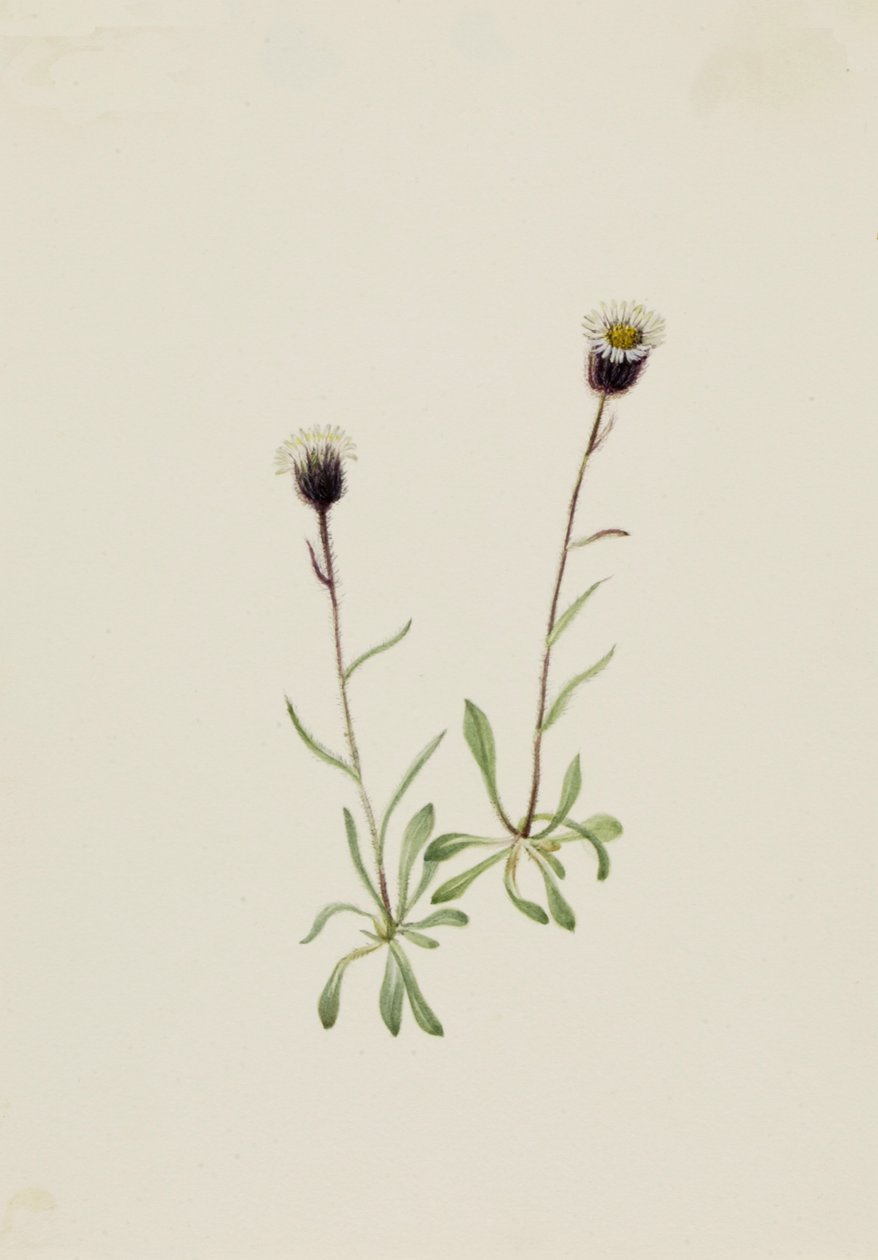 Vergerette des Aléoutiennes Erigeron unalaschensis, n.d. - Mary Vaux Walcott
