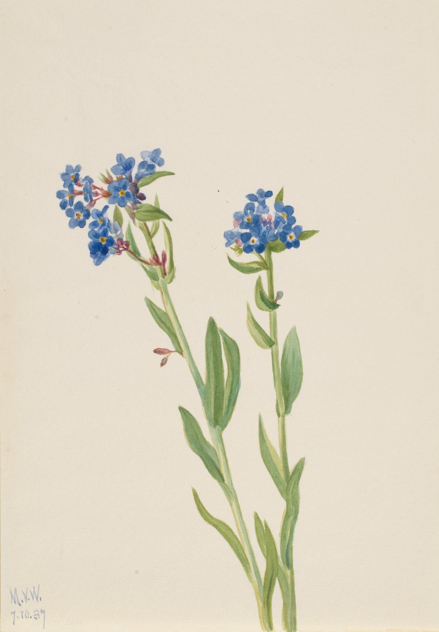 Myosotis des Alpes Myosotis alpestris, 1937 - Mary Vaux Walcott