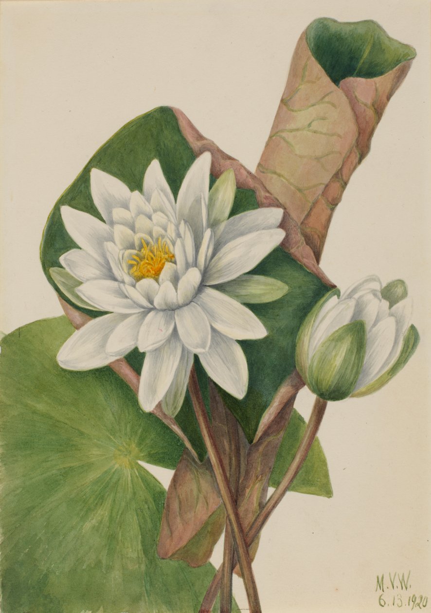 Nénuphar américain Castalia odorata - Mary Vaux Walcott