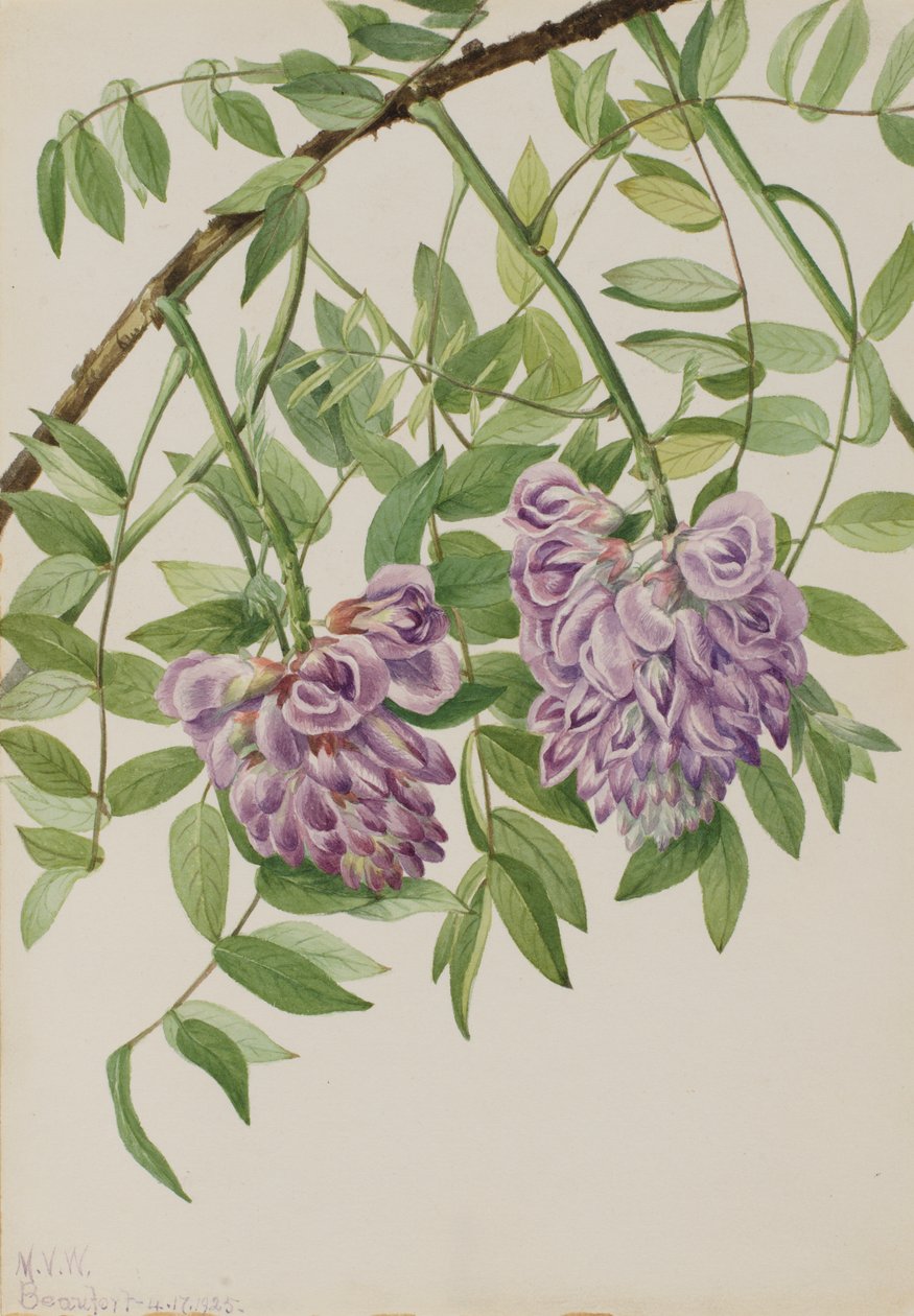 Glycine américaine Kraunhia frutescens, 1925 - Mary Vaux Walcott