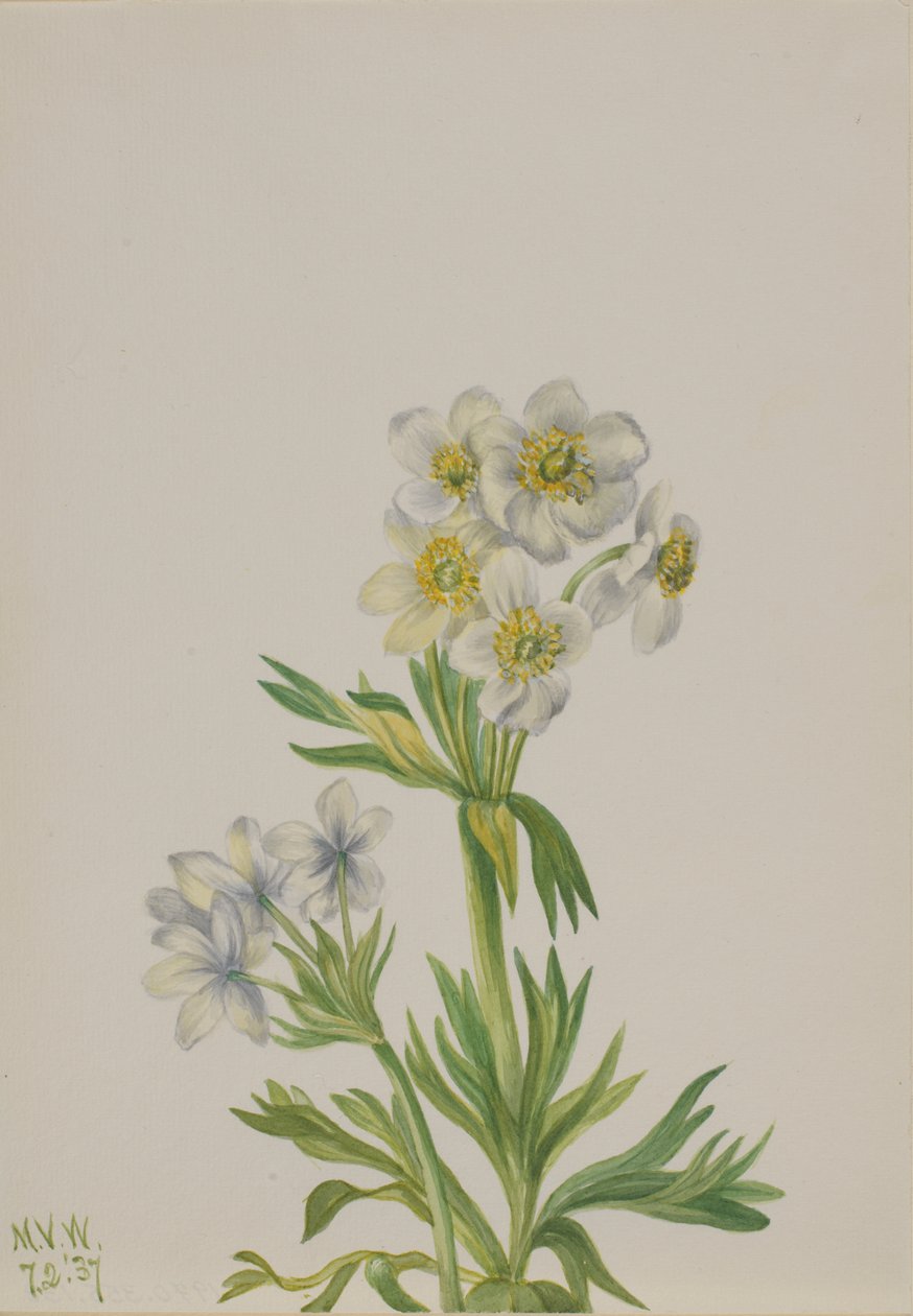 Anémone Anemone zephyra, 1937 - Mary Vaux Walcott