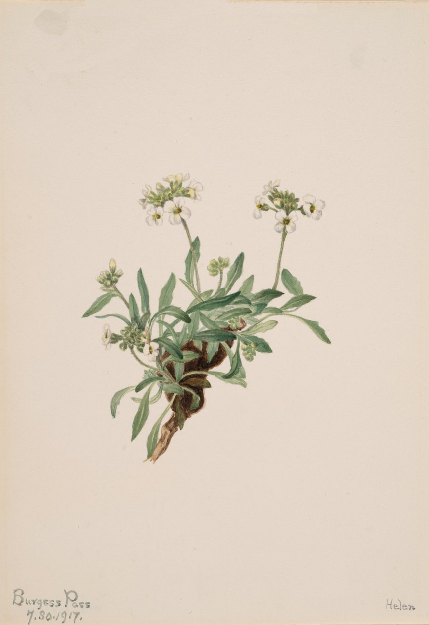 Arabis drummondii - Mary Vaux Walcott