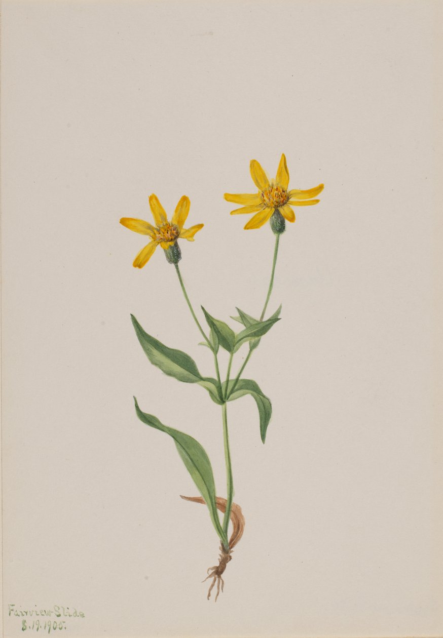 Arnica alpina, 1905 - Mary Vaux Walcott