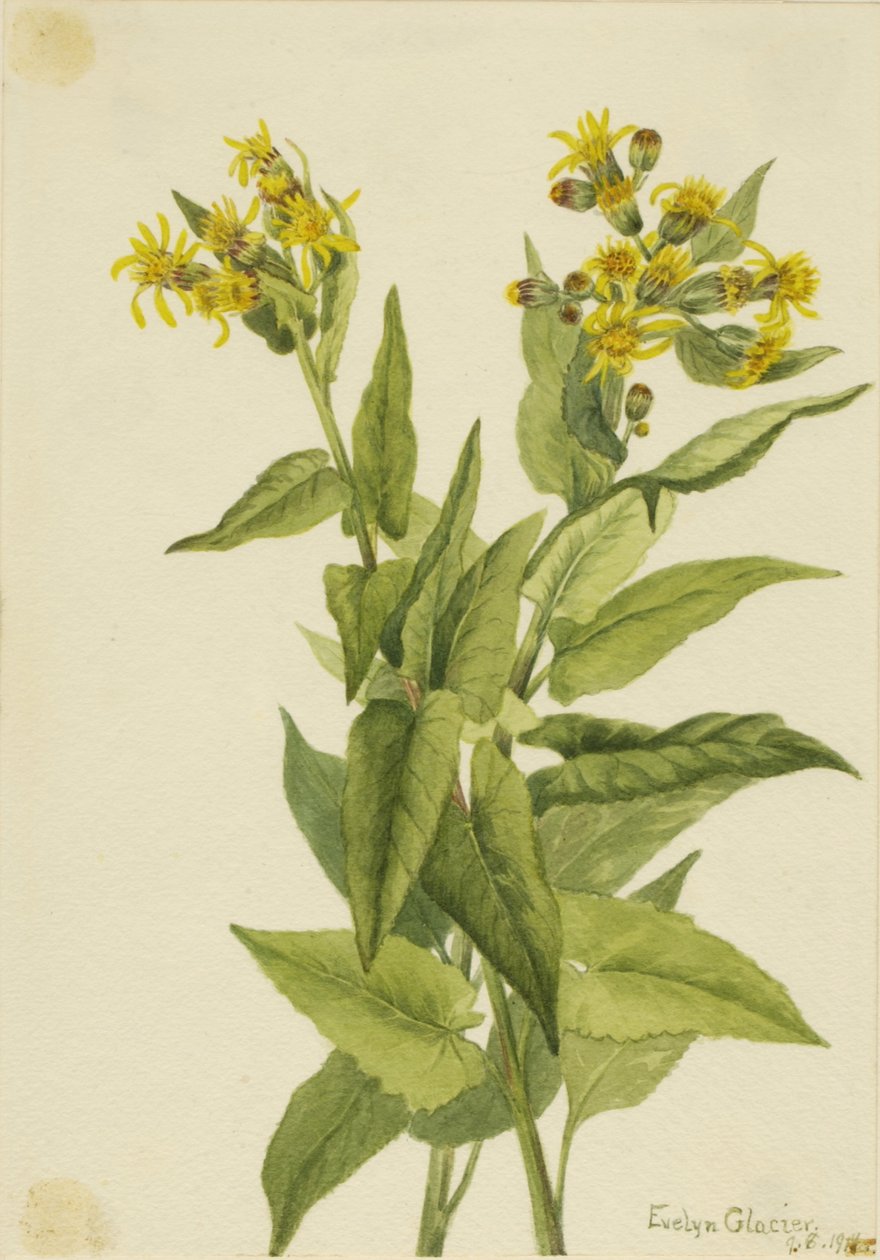 Senecia triangularis (Senecia triangularis) - Mary Vaux Walcott