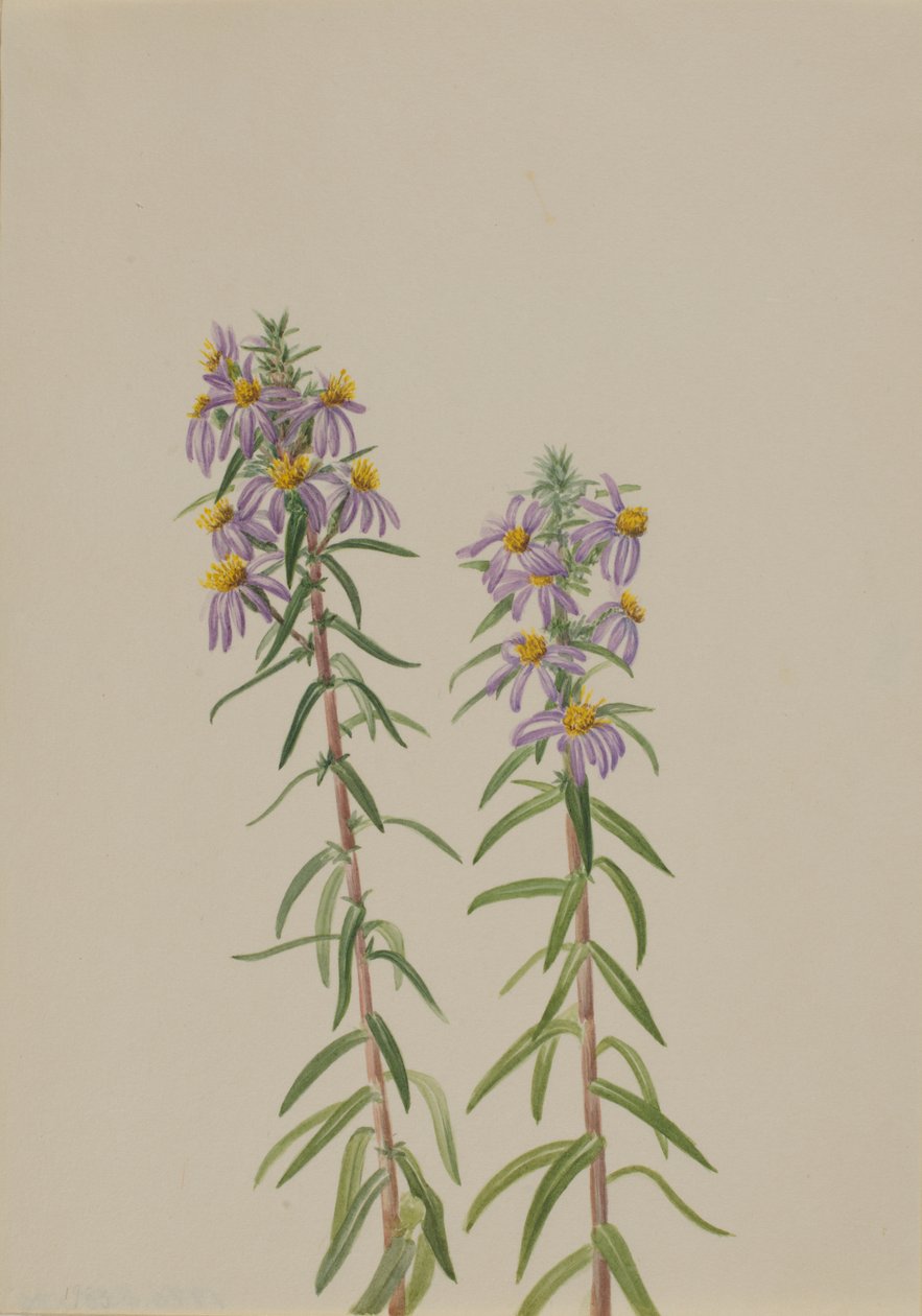Aster Aster hirariifolius, 1923 - Mary Vaux Walcott