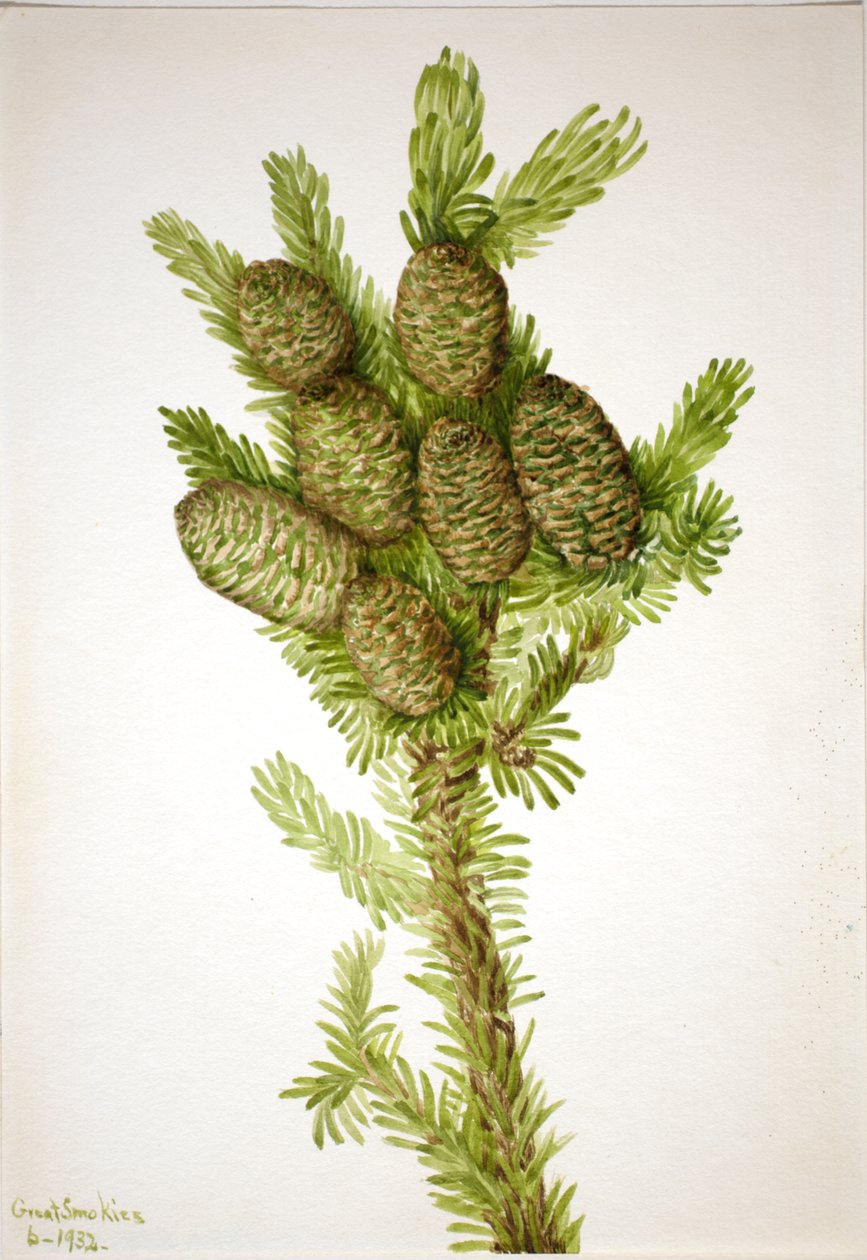 Sapin baumier Albies fraseri, 1932 - Mary Vaux Walcott