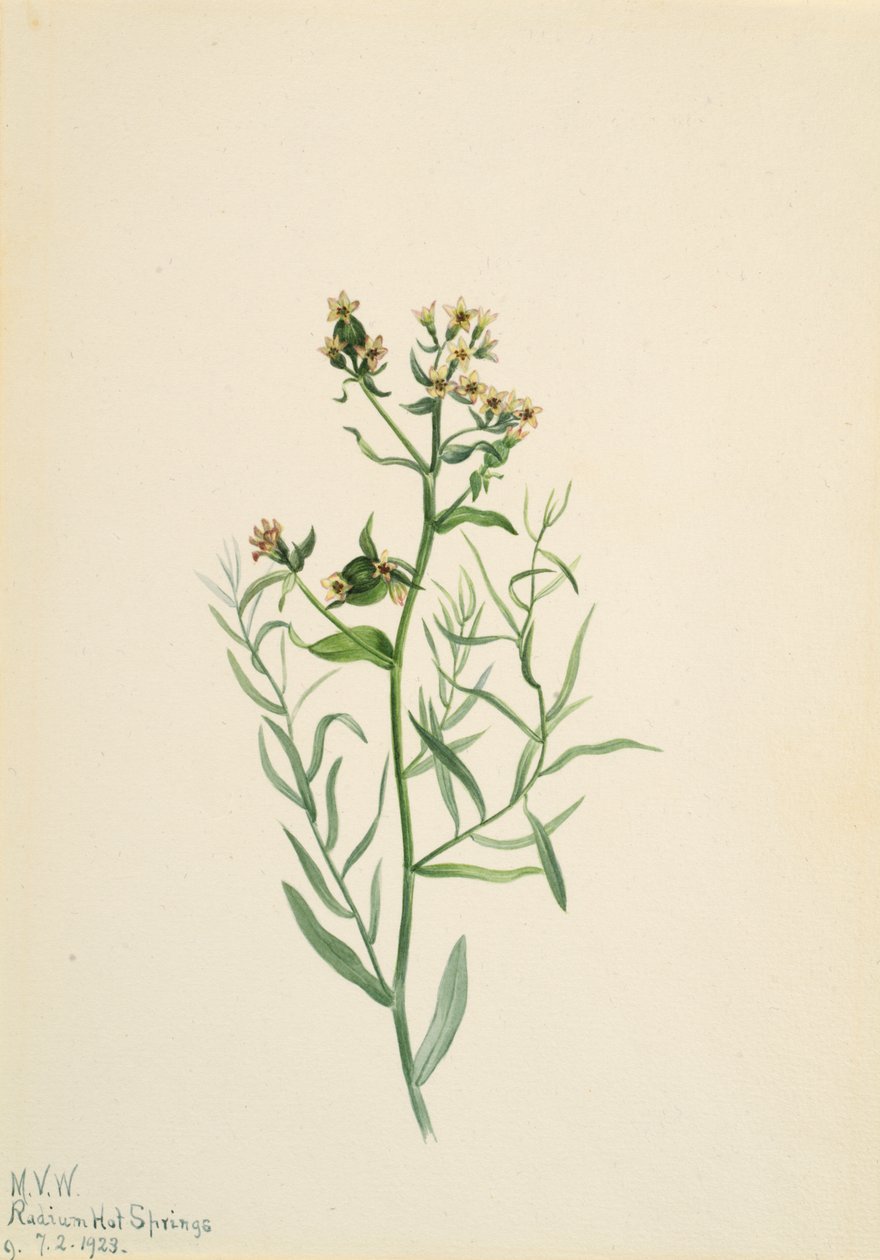 Comandra pâle, 1923 - Mary Vaux Walcott