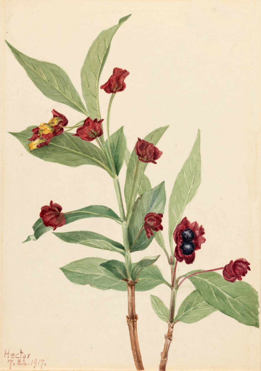 Chèvrefeuille à baies rouges - Mary Vaux Walcott