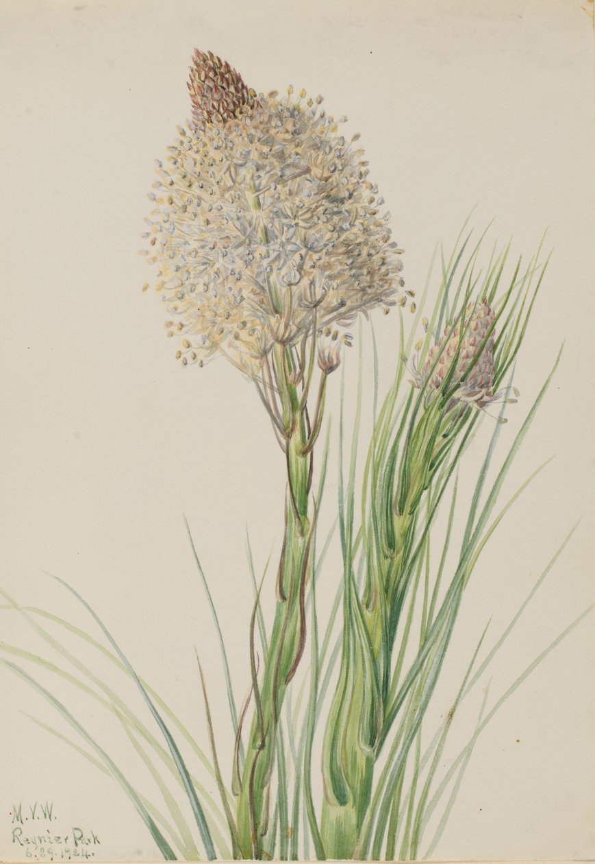 Herbe à ours Xerophyllum tenax - Mary Vaux Walcott