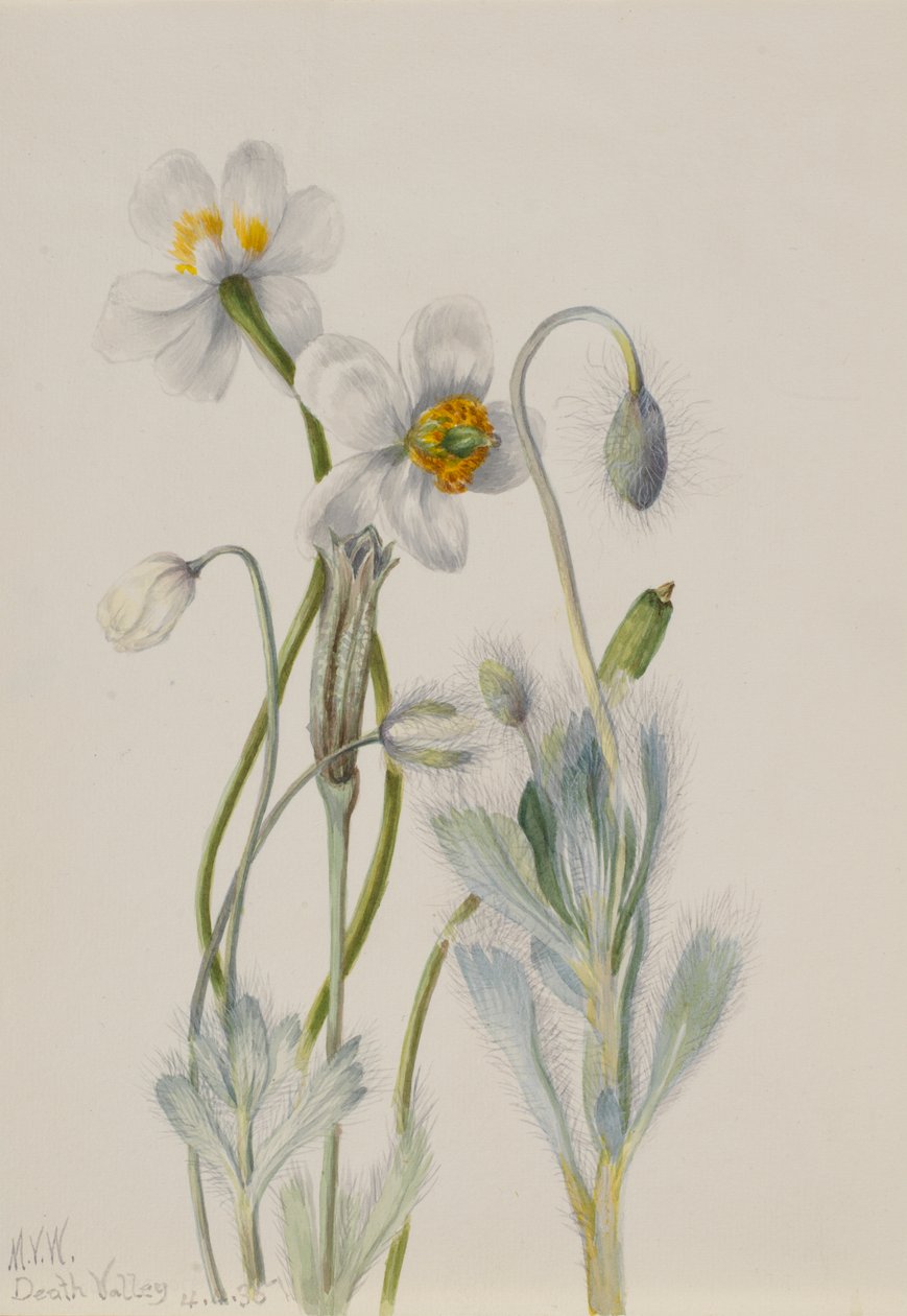 Bearpoppy Arctomecon merriami, 1935 - Mary Vaux Walcott