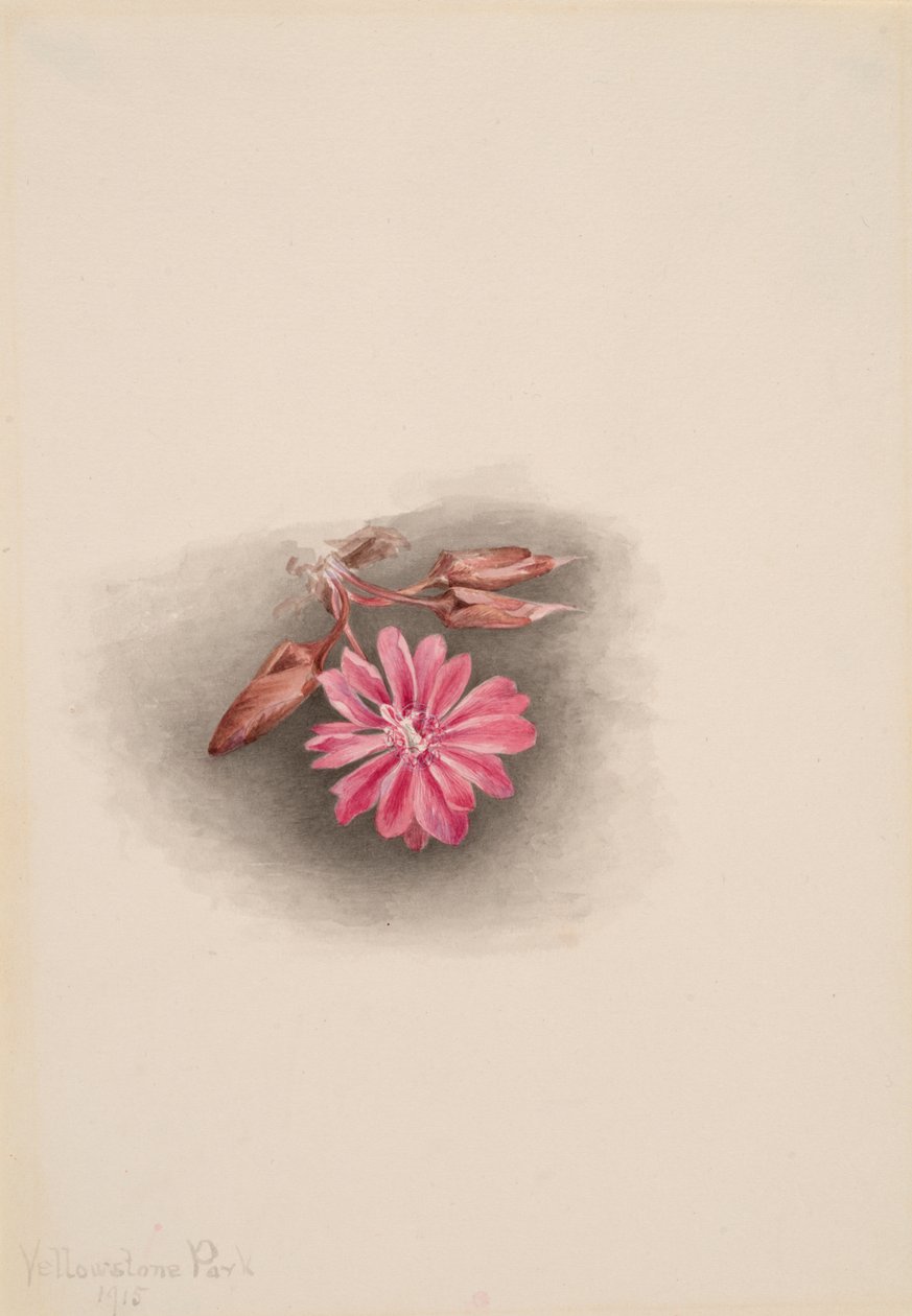 Bitterroot Lewisia redivivia, 1915 - Mary Vaux Walcott