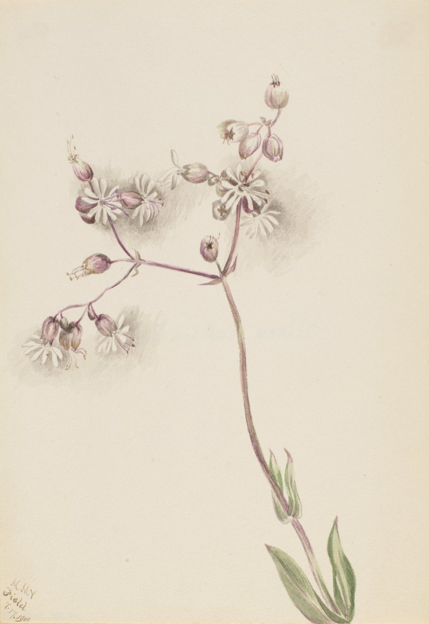 Silène enflée - Mary Vaux Walcott