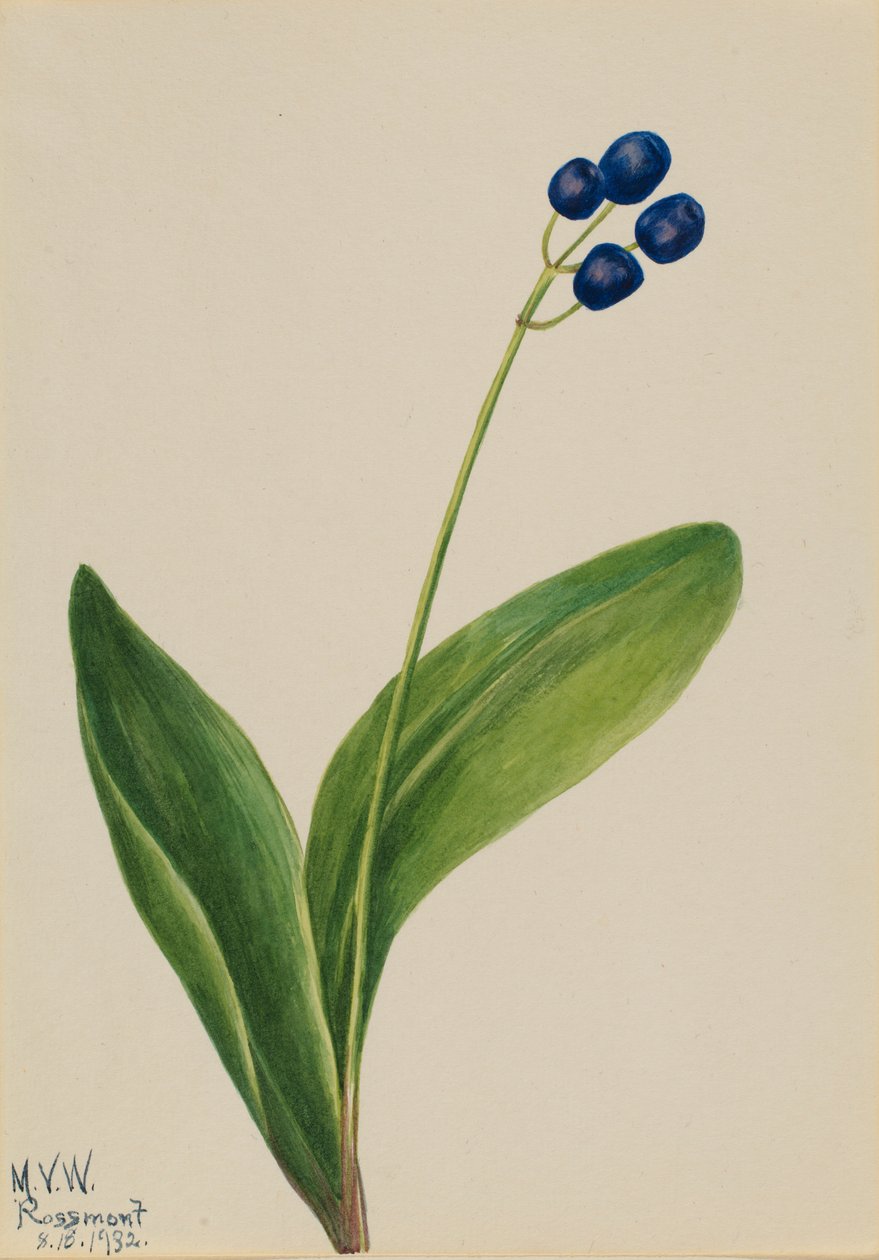 Perle bleue (Clintonia borealis) - Mary Vaux Walcott