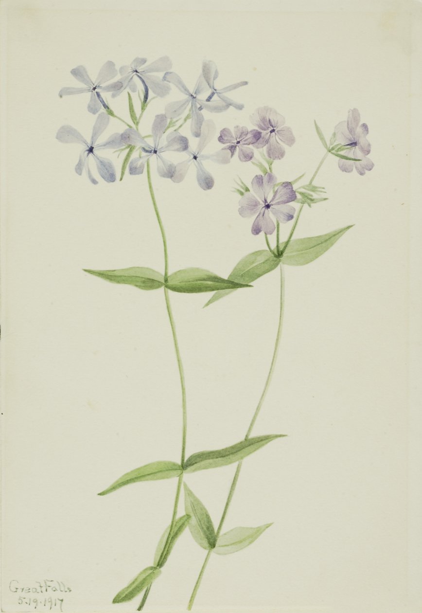 Phlox bleu (Phlox divaricata) - Mary Vaux Walcott