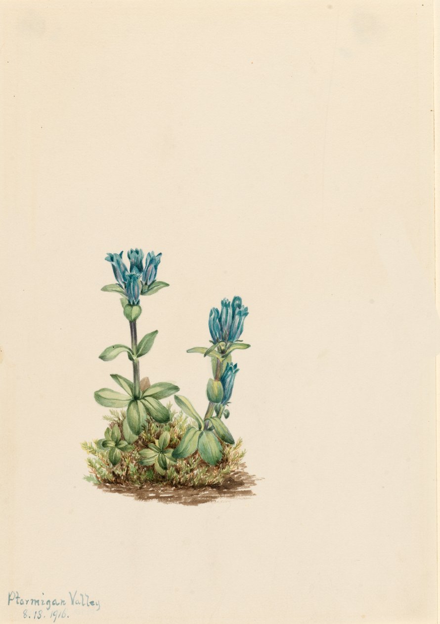 Gentiane glauque - Mary Vaux Walcott
