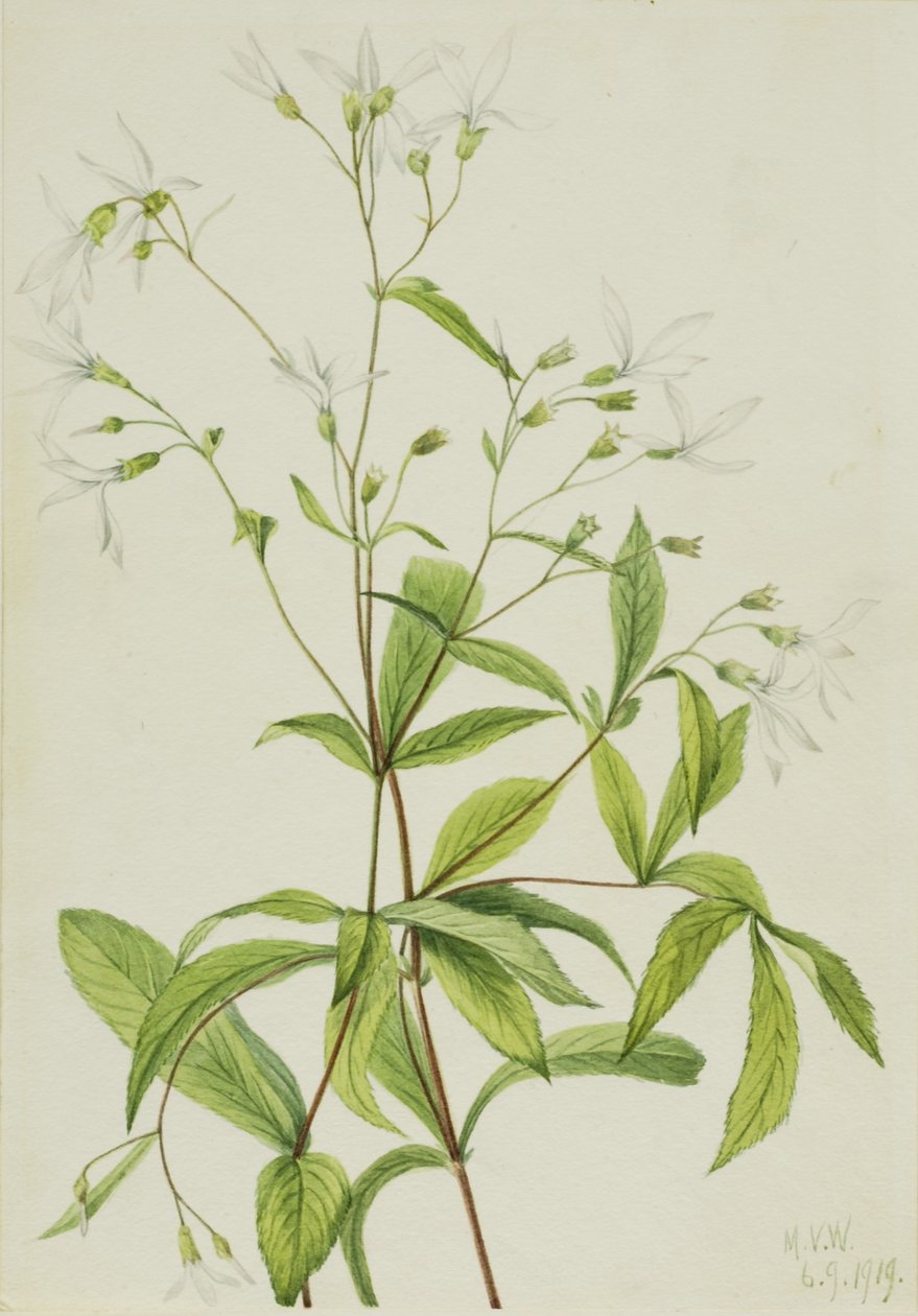 Porteranthus trifoliatus (Bowmansroot) - Mary Vaux Walcott