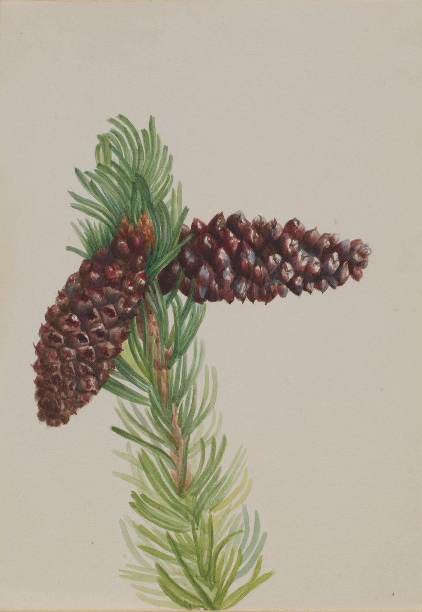 Pin aristé Pinus aristata, vers les années 1930 - Mary Vaux Walcott